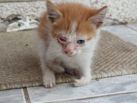 Buscan hogar / Ya fue adoptado.