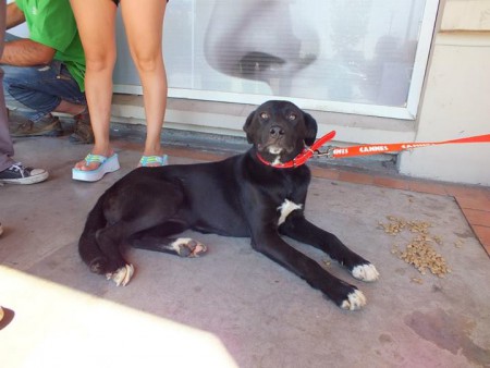 Busca hogar 