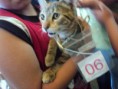 /album/jornadas-de-esterilizacion-en-curico-cada-dos-meses/dsc00161-jpg/