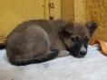Busca hogar