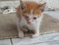 Buscan hogar / Ya fue adoptado.