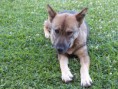 Busca Hogar / Ya fue adoptada. 