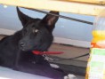 Busca hogar 