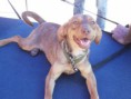 Busca hogar