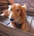 Busca hogar 